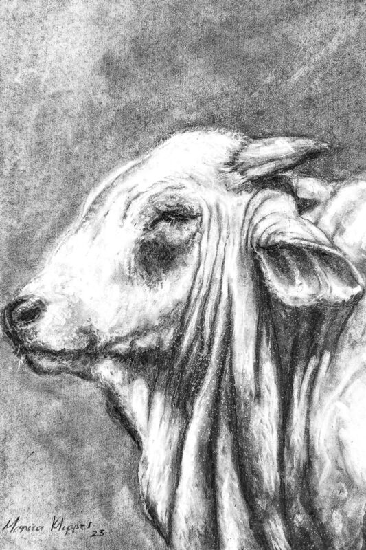 “Cow side profile” Charcoal Drawing A3