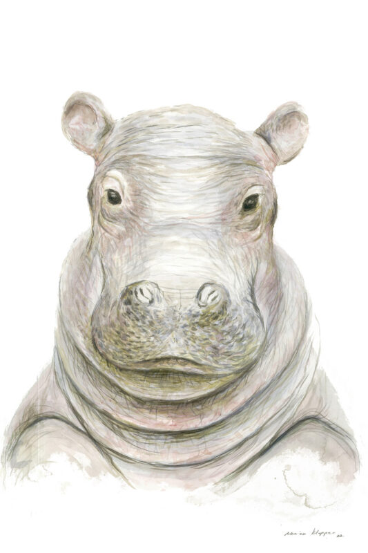 “Baby Hippo” Print