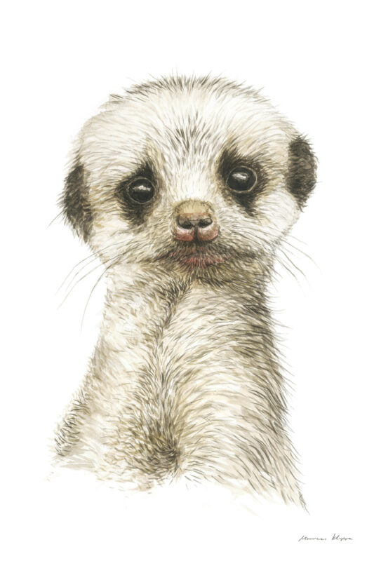 “Baby Meerkat” Print
