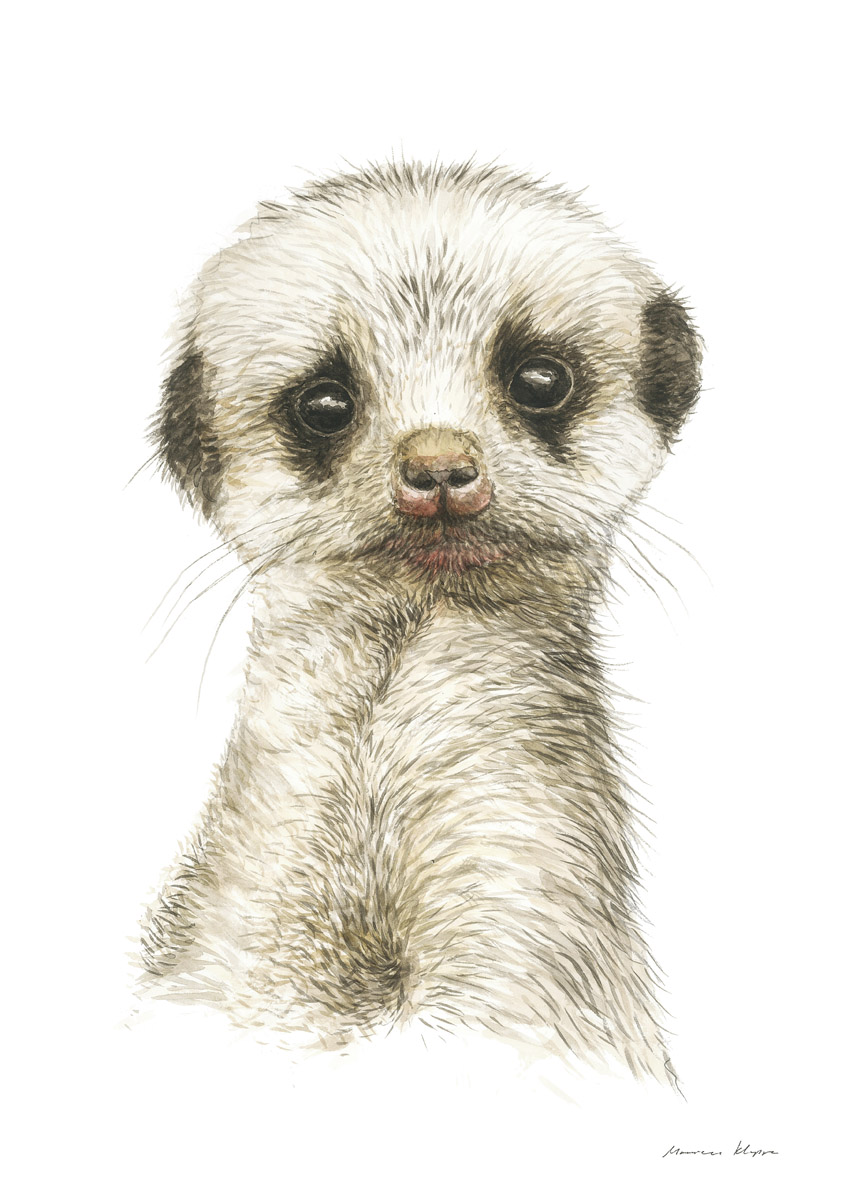 "Baby Meerkat" Print