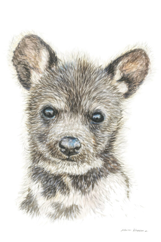 “Baby Wild Dog” Print