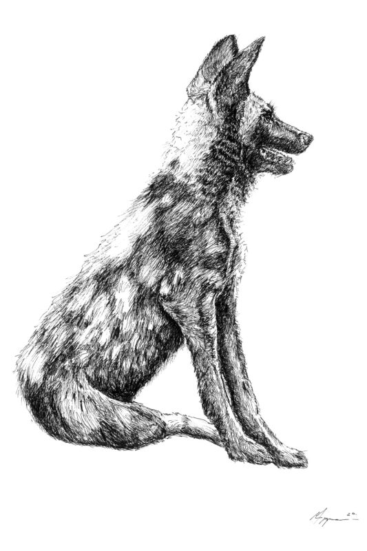 “Wild dog Sitting” Print