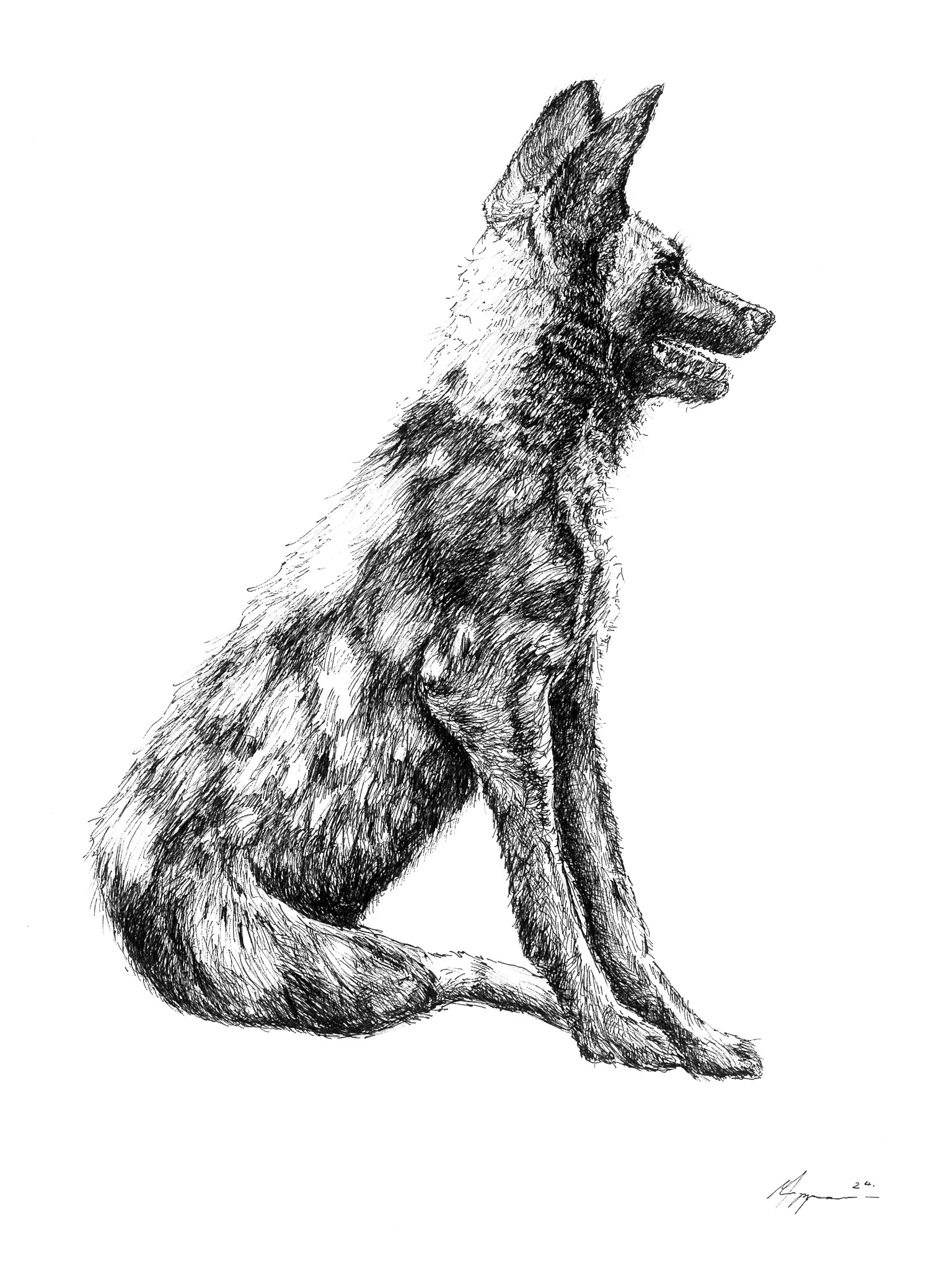 "Wild dog Sitting" Print