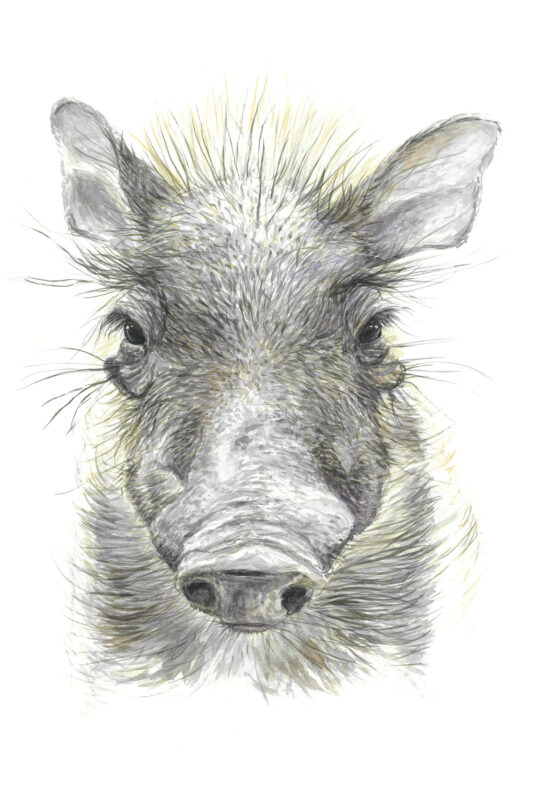 “Baby Warthog” Print