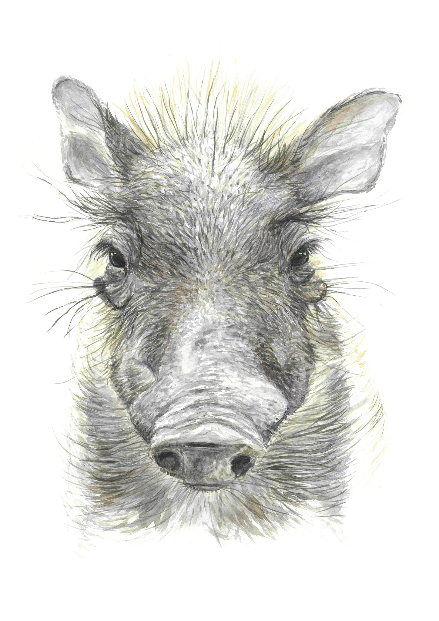"Baby Warthog" Print