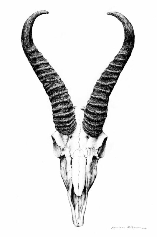 “Springbok Skull” Print A3