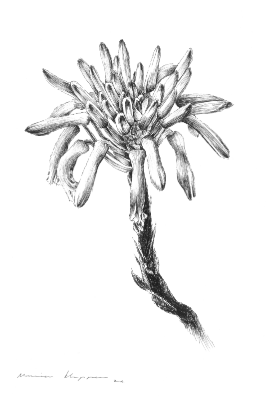 “Aloe Maculata” Print