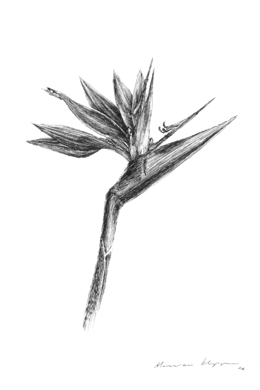 “Bird of Paradise (Strelitzia Junceo)”  Print
