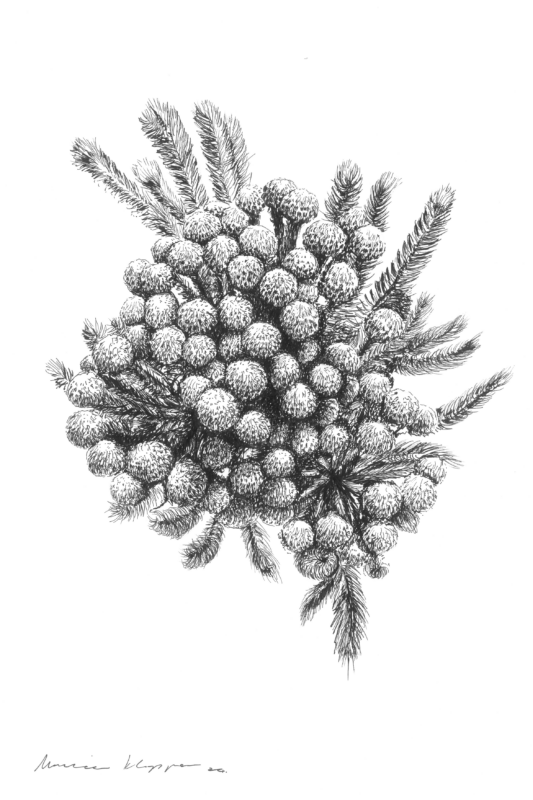“Coffee-scented Berzelia” Print