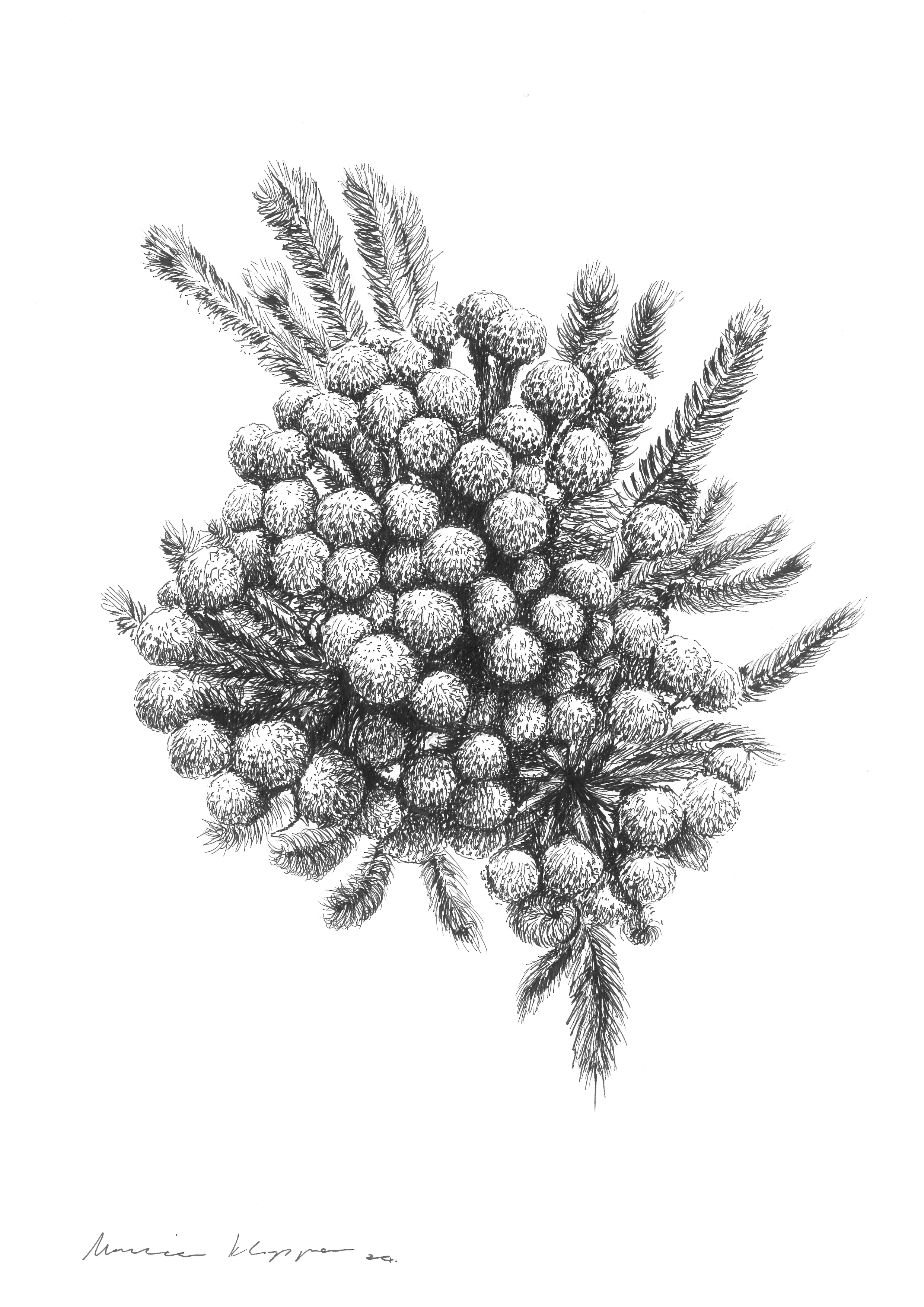 "Coffee-scented Berzelia" Print