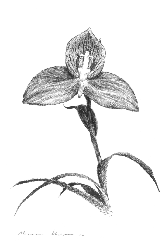 “Red Disa” Print