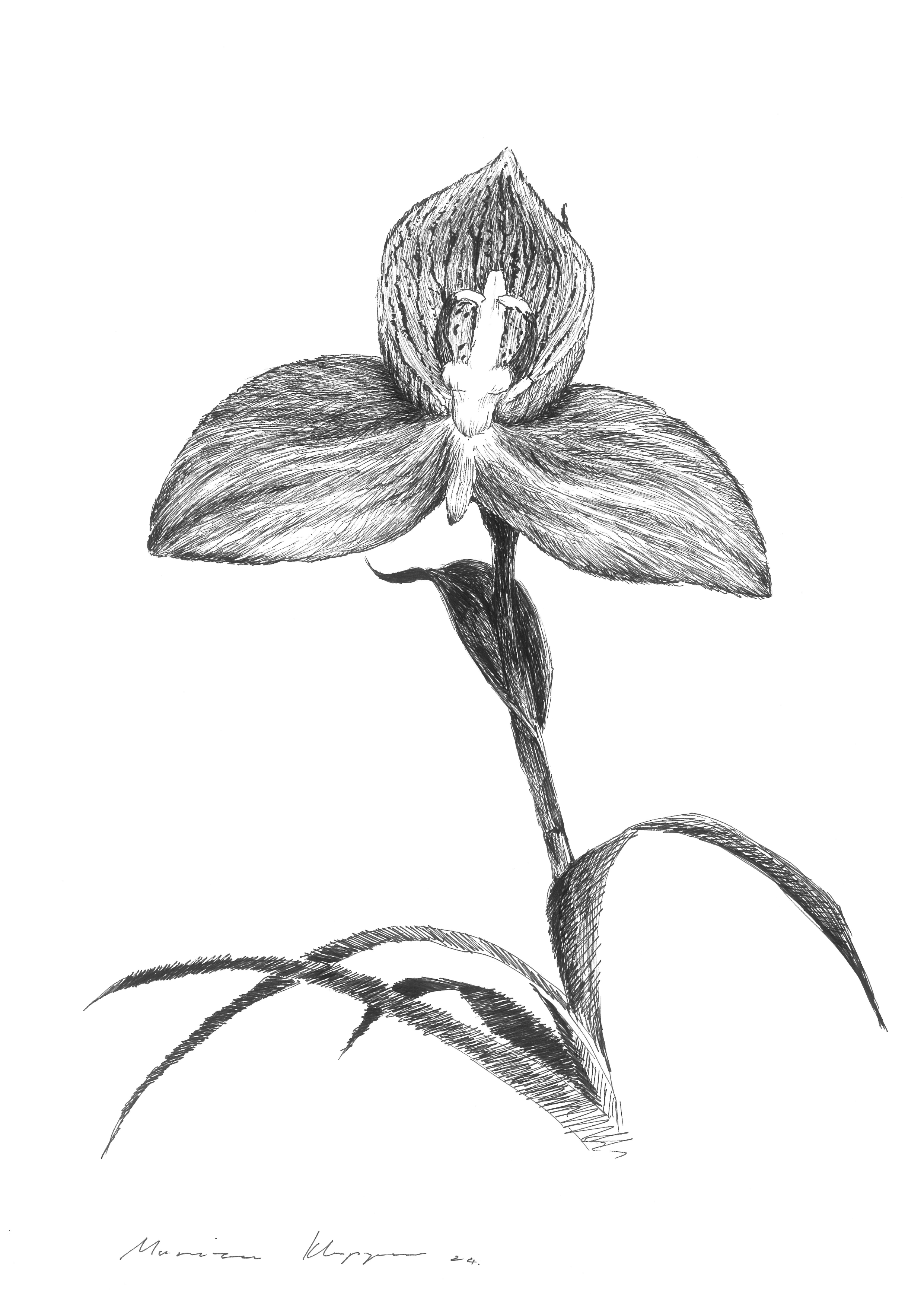 "Red Disa" Print