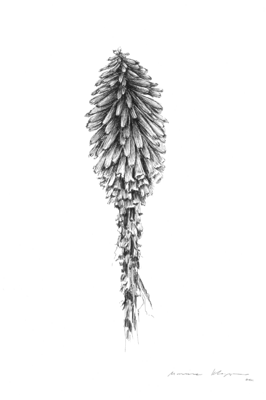 “Red Hot Poker (Kniphofia)” Print