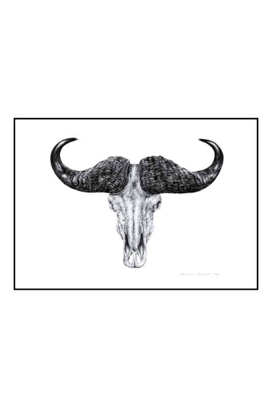 “Buffalo Skull” Print A3