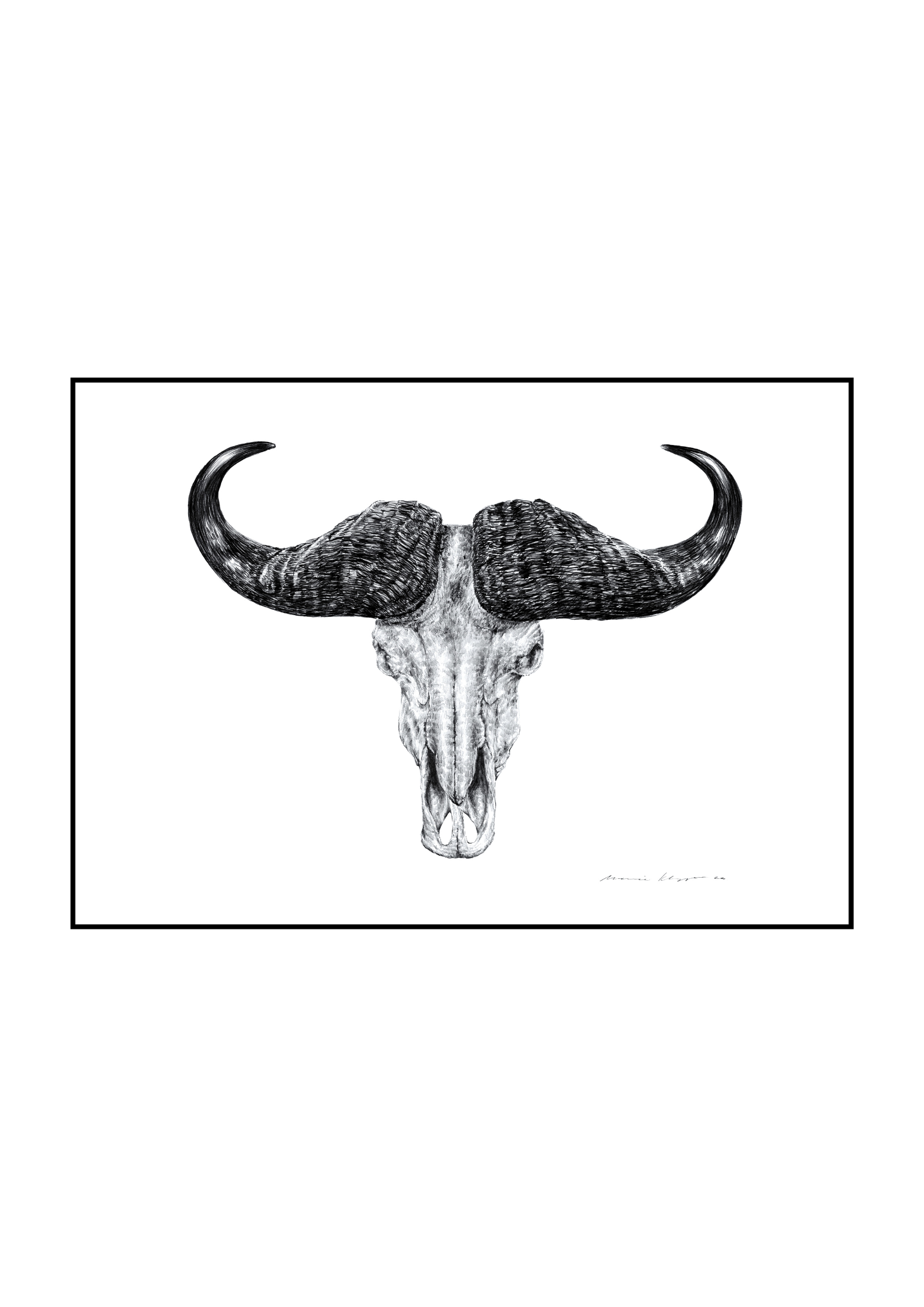 "Buffalo Skull" Print A3