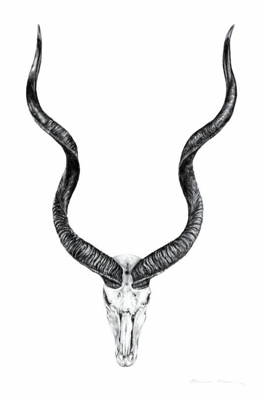 “Kudu Skull” Print A3