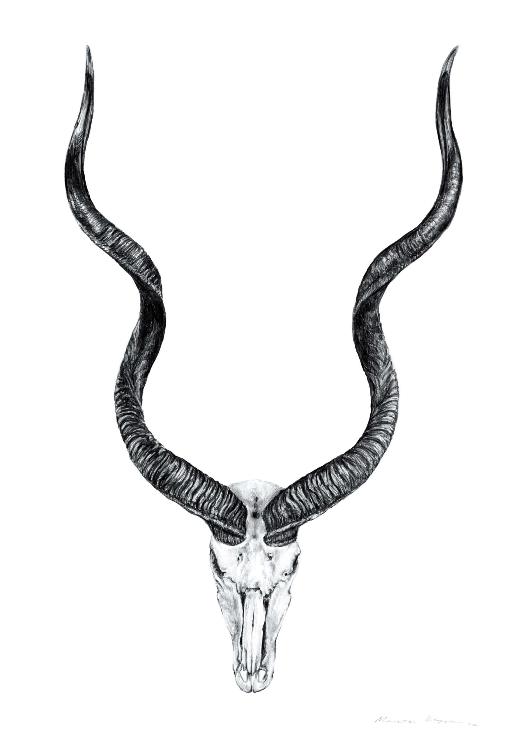 African Kudu Skull