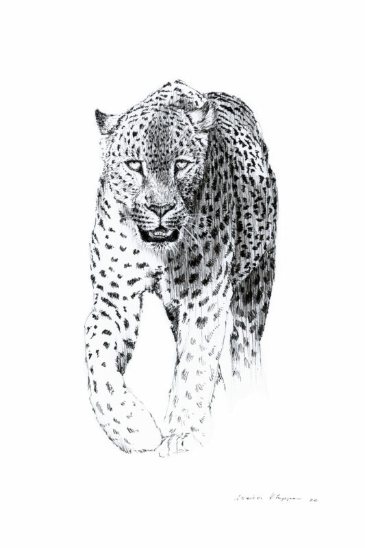 “Leopard Walking” Print A4