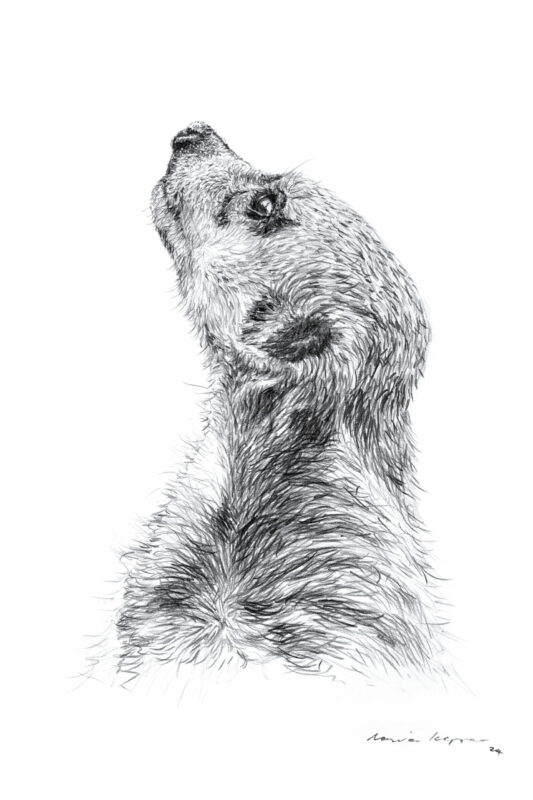 “Meerkat Gaze” Print A4