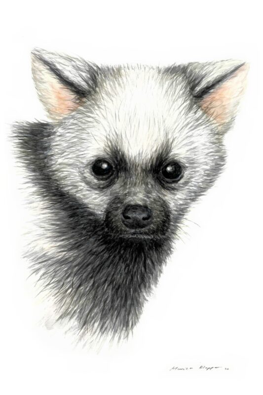 “Baby Aardwolf” Print