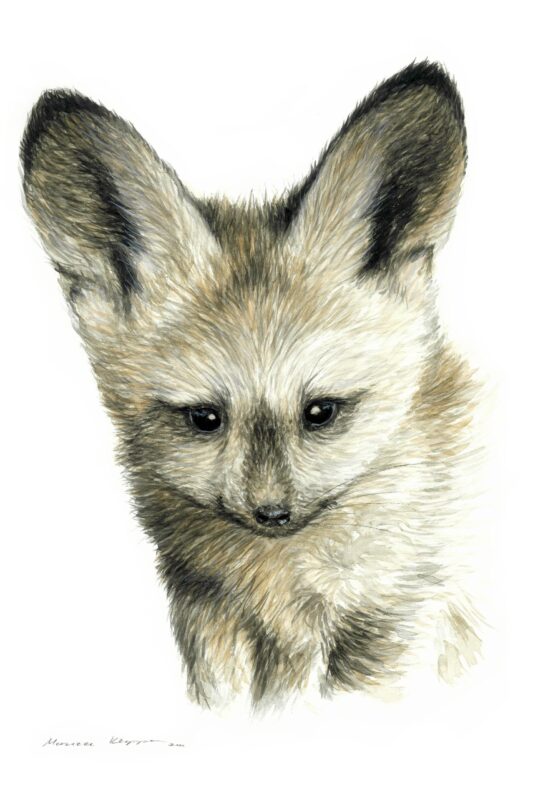 “Baby Bat Eared Fox” Print
