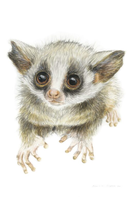 “Baby Bushbaby” Print
