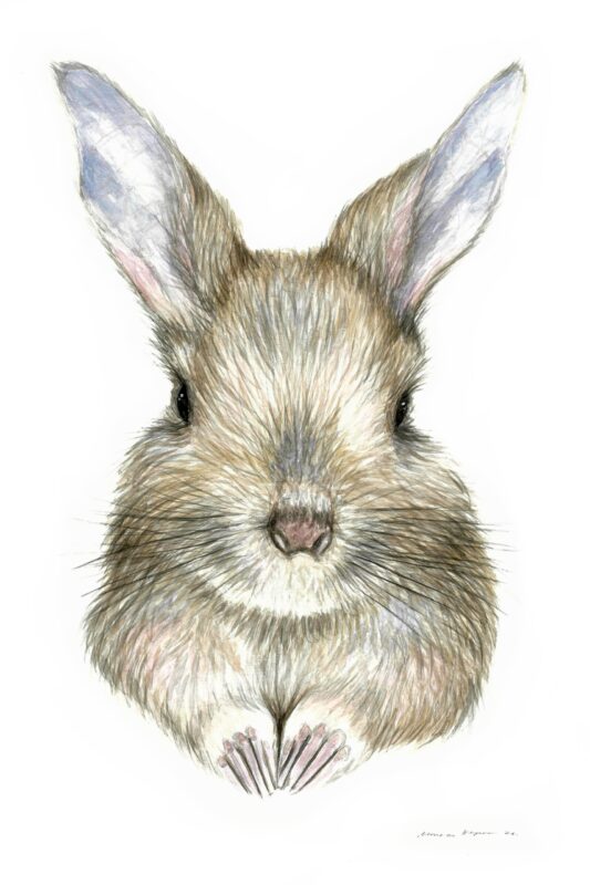 “Baby Hare” Print