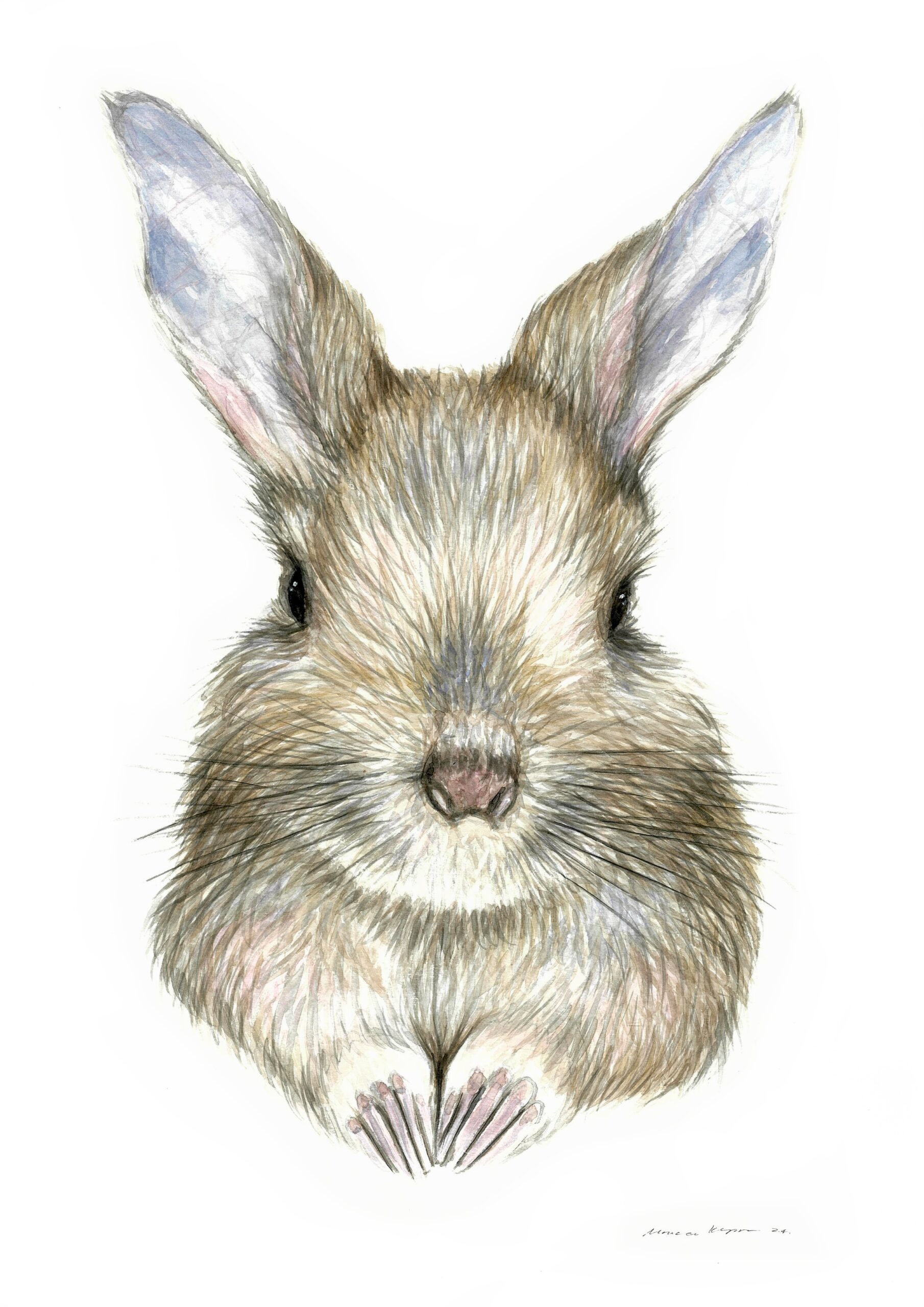 "Baby Hare" Print