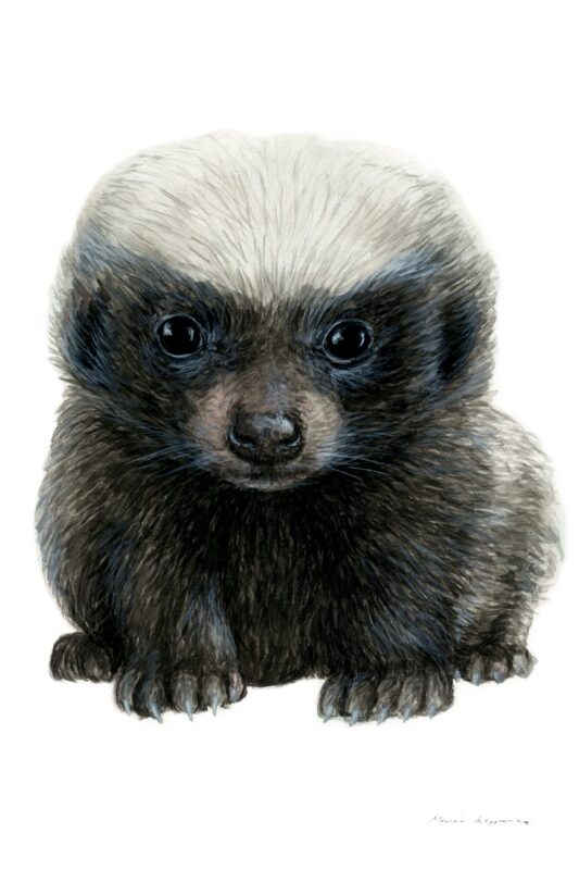 “Baby Honey Badger” Print