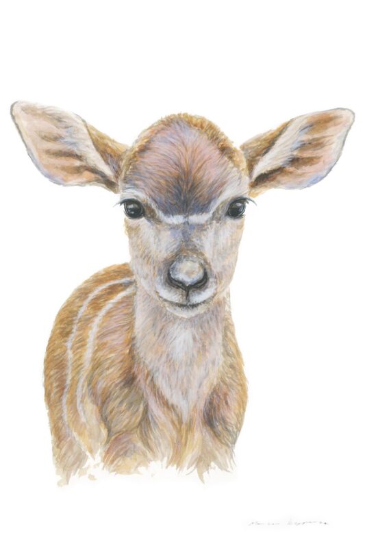 “Baby Nyala” Print