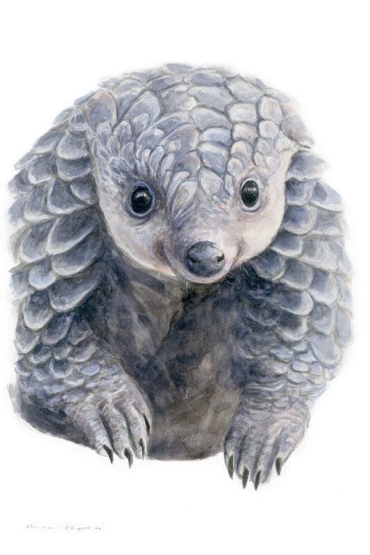 “Baby Pangolin” Print