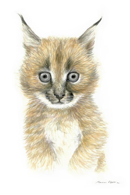 “Baby Caracal” Print