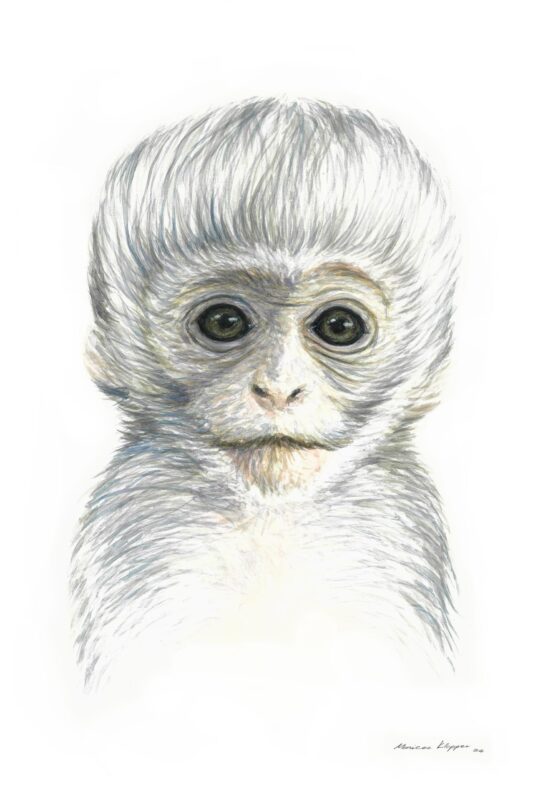 “Baby Vervet Monkey” Print