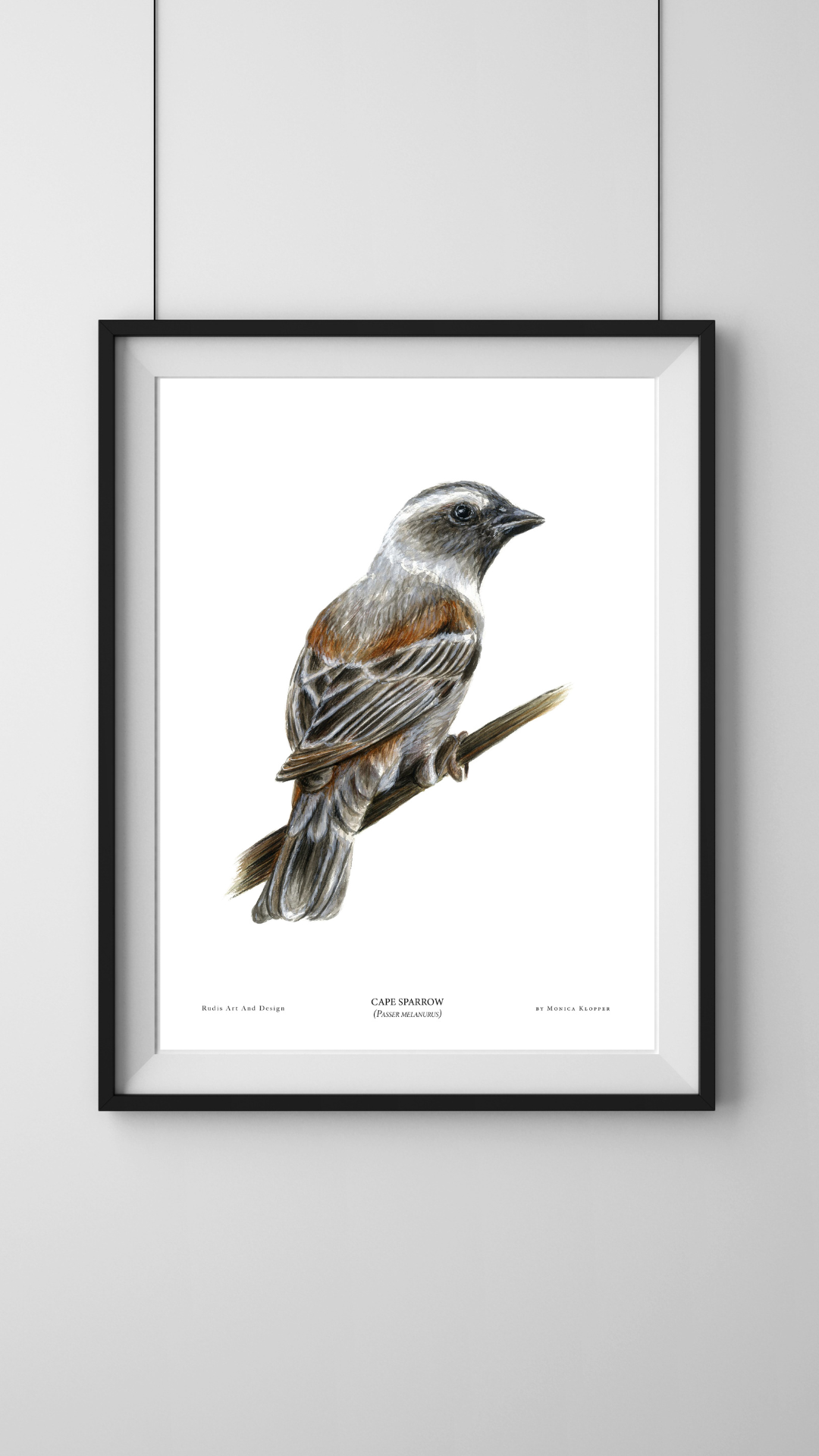 "Cape Sparrow I" Print A4 - Image 2