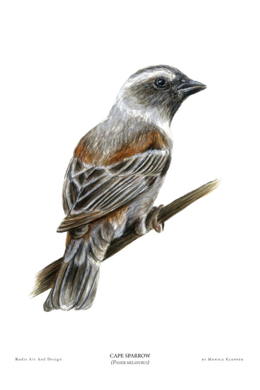 “Cape Sparrow I” Print A4