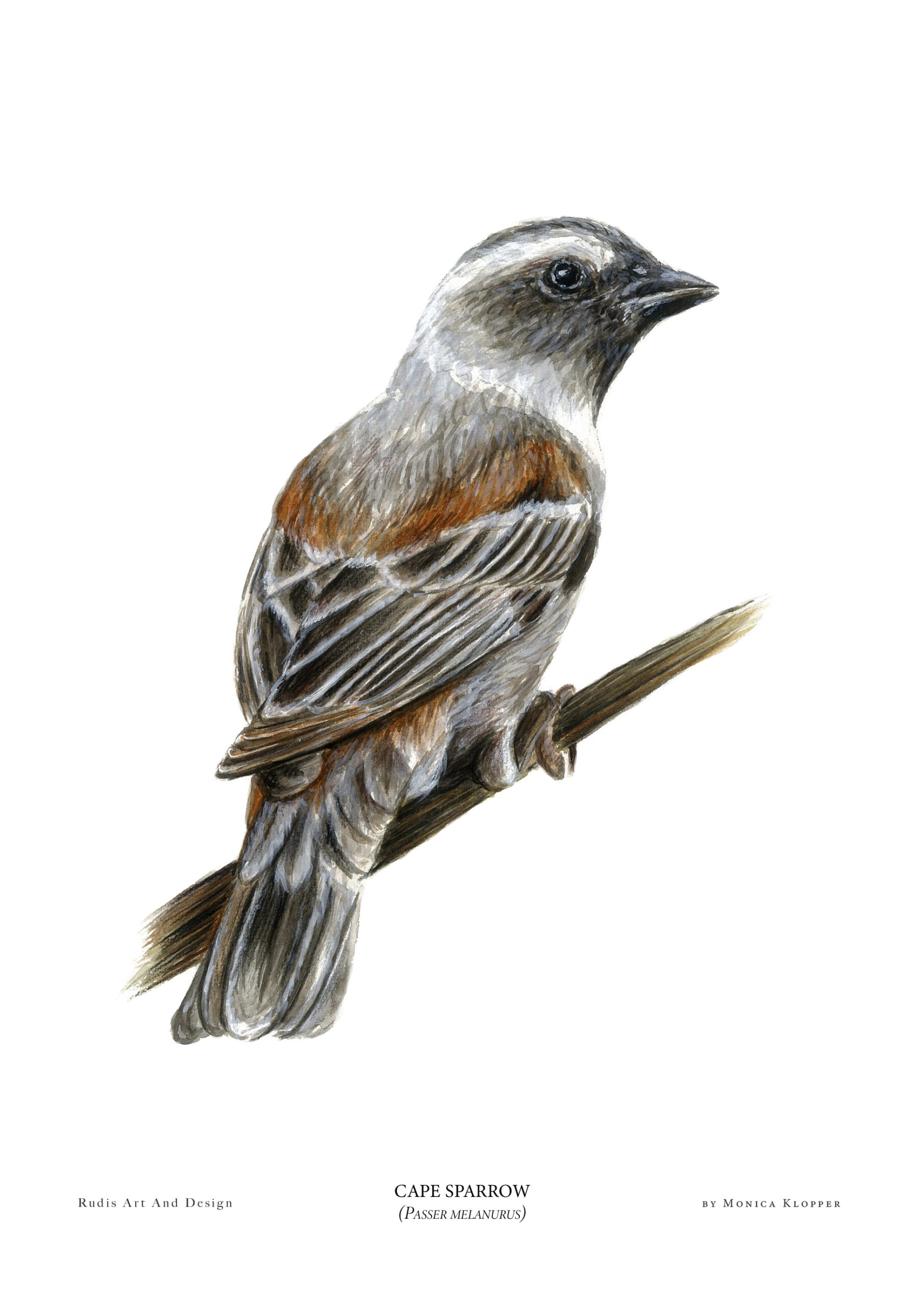 "Cape Sparrow I" Print A4
