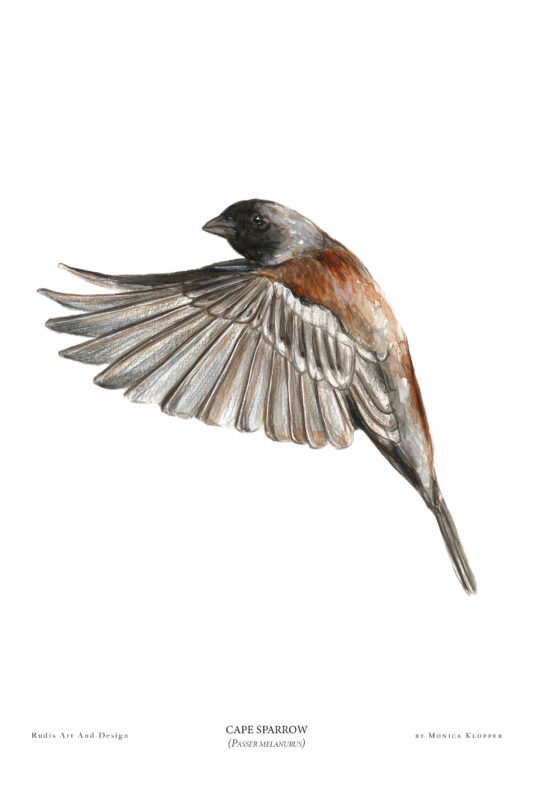 “Cape Sparrow II” Print A4