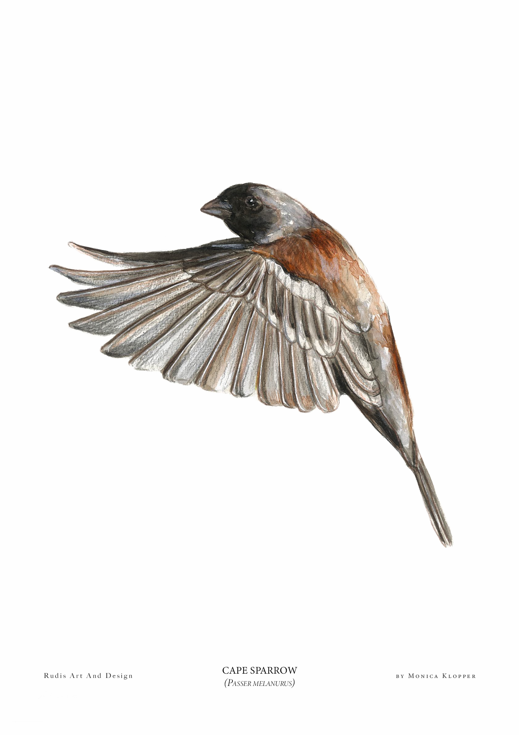 "Cape Sparrow II" Print A4