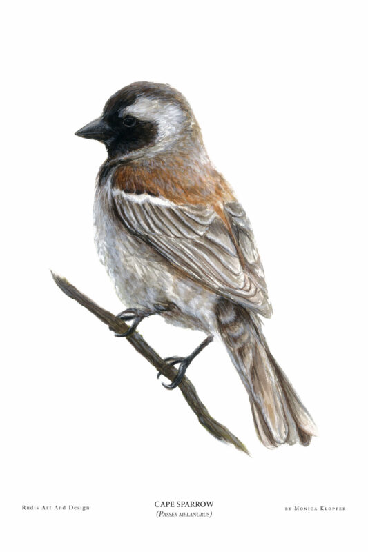 “Cape Sparrow IV” Print A4