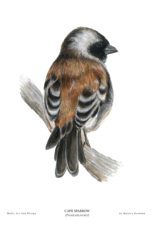 “Cape Sparrow V” Print A4