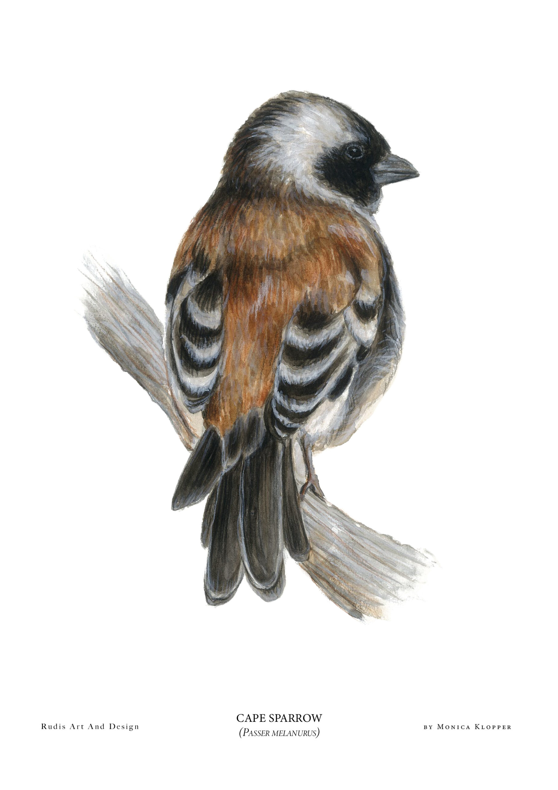 "Cape Sparrow V" Print A4