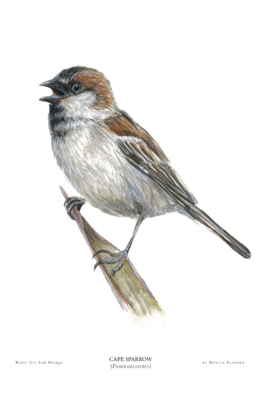 “Cape Sparrow VI” Print A4