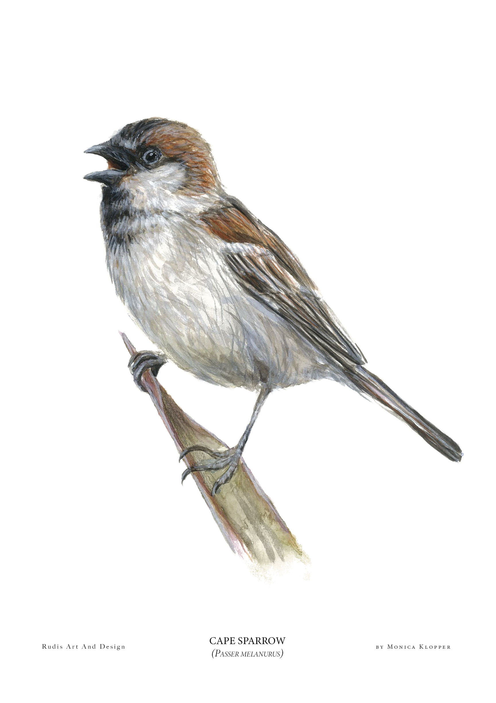 "Cape Sparrow VI" Print A4