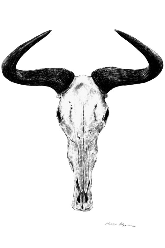 “Blue Wildebeest Skull” Print A3