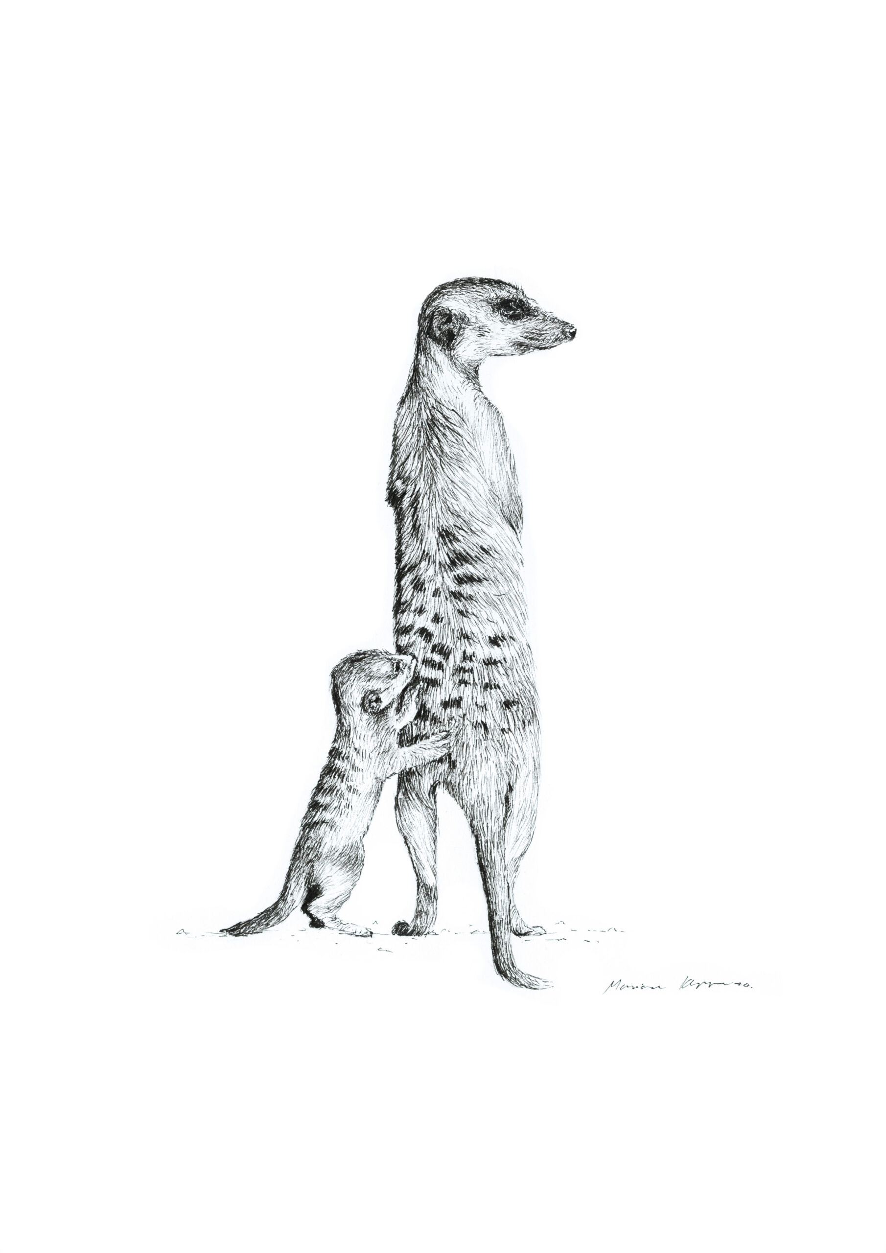 "June Meerkat" Pen Drawing A4