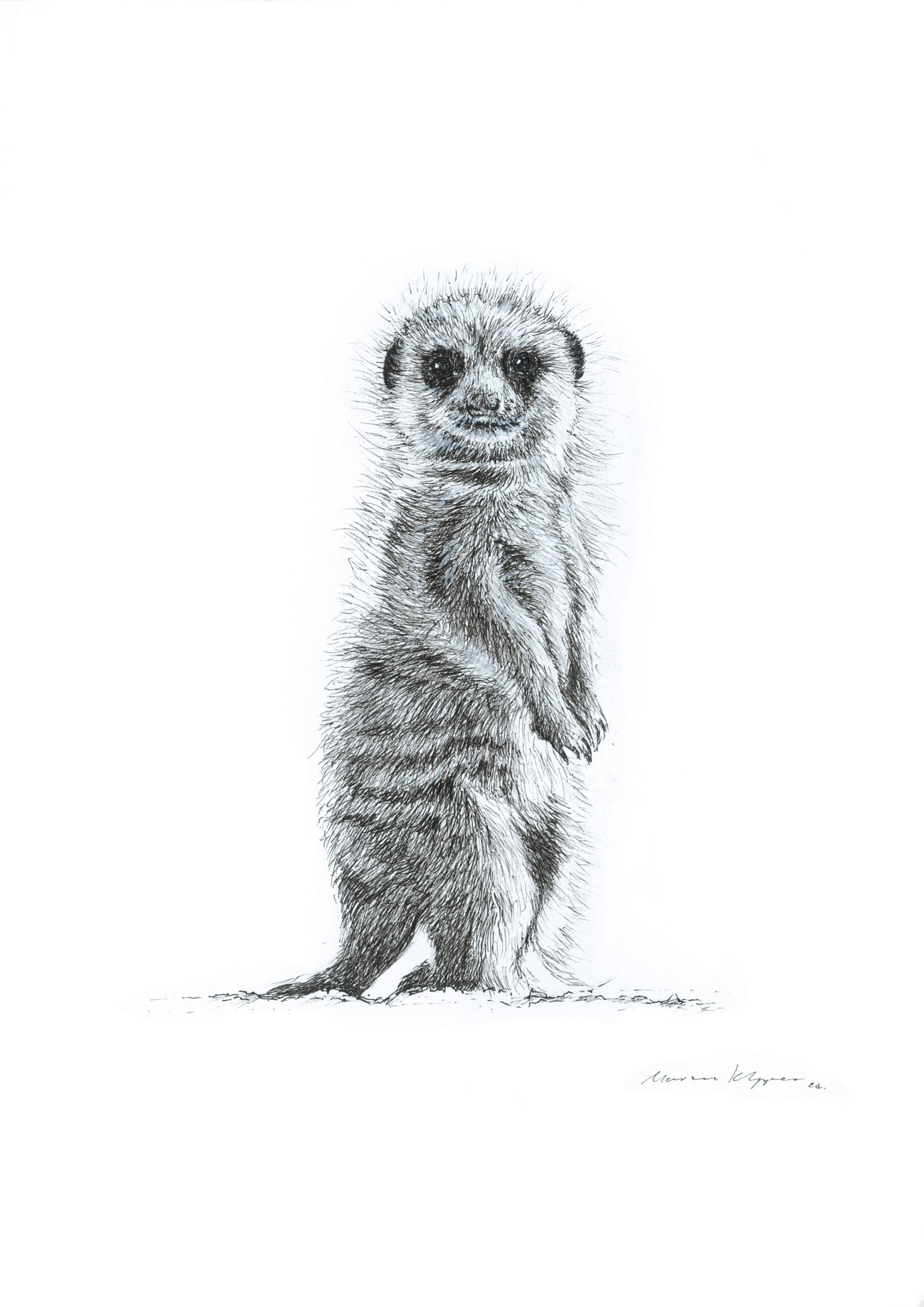 "November Meerkat" Pen Drawing A4