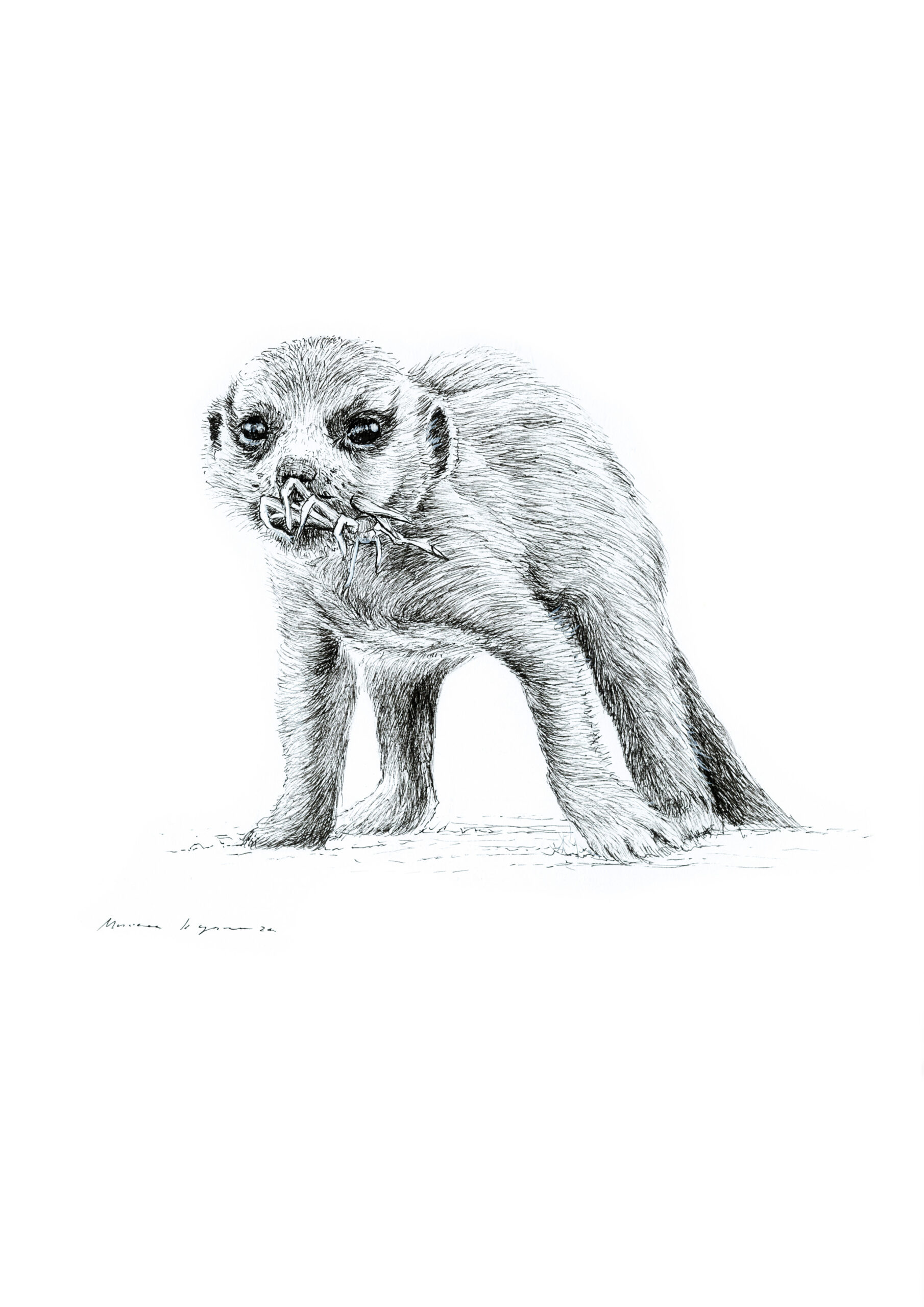 "October Meerkat" Pen Drawing A4