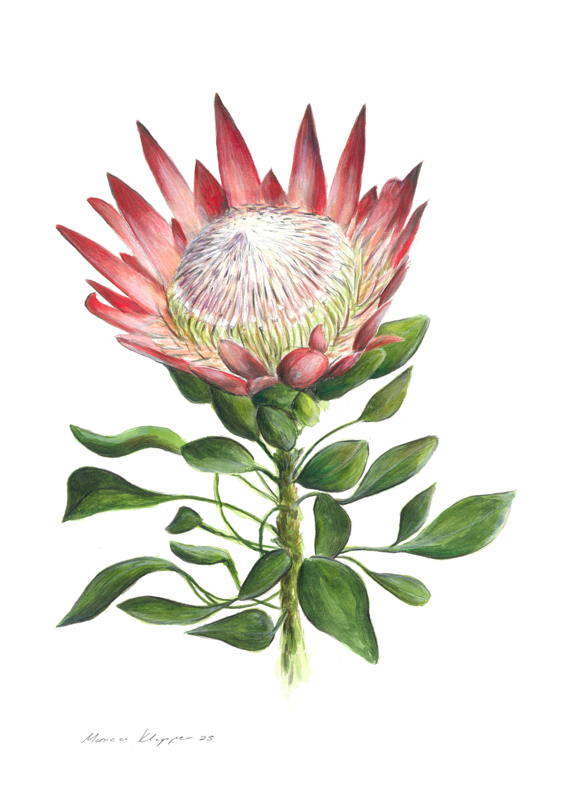 "King Protea" Print
