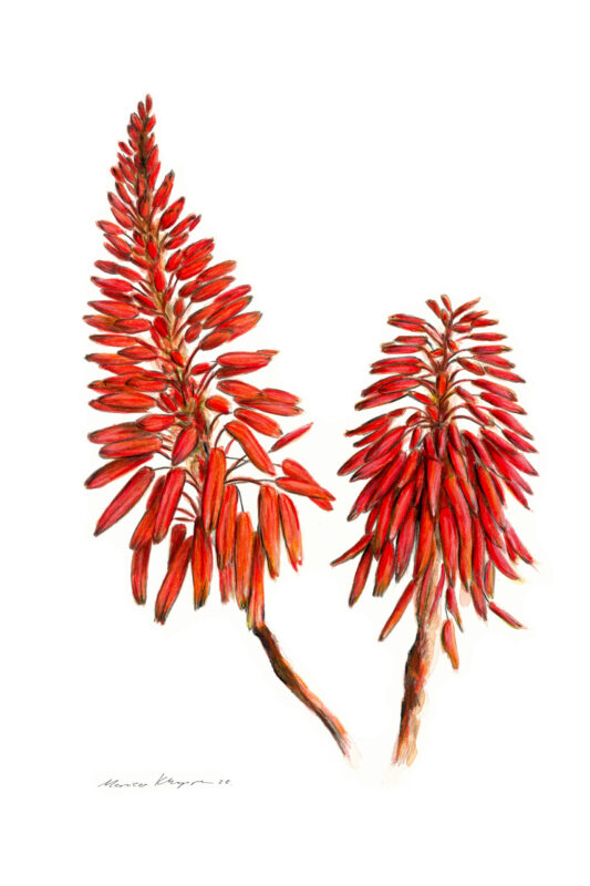 “Red Aloe Vera Flower” Print
