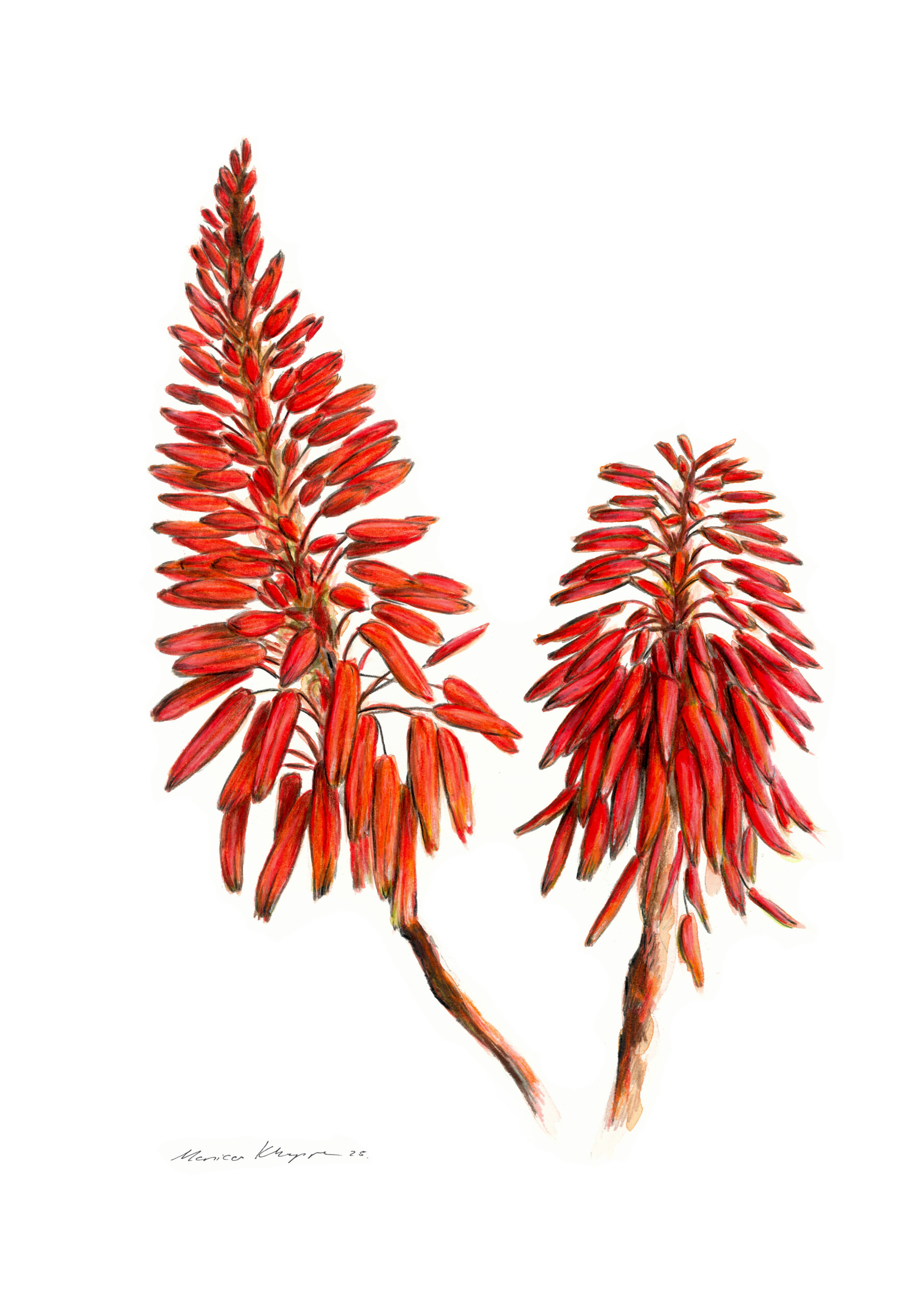 "Red Aloe Vera Flower" Print